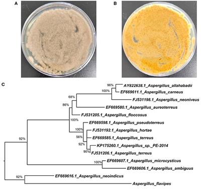 Cytotoxic indole alkaloids and polyketides produced by a marine-derived fungus Aspergillus flavipes DS720